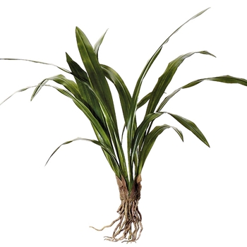 Orchid - Leaf Plant Cymbidium 14 Leaves 27in - HSO198-GR
