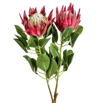 Protea - King Berry Coral  2Head 34in - FSP404-BT