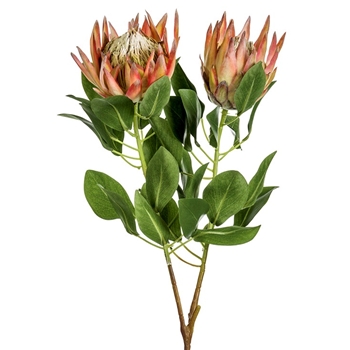 Protea - King Terracotta  2Head 34in - FSP404-OR