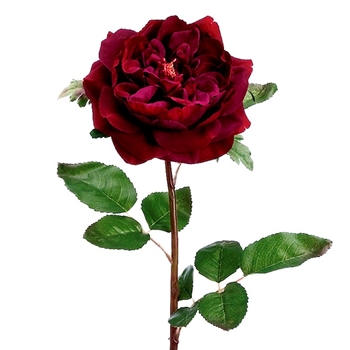 Rose - English Full Bloom 20in Bordeaux - HSR976-WI