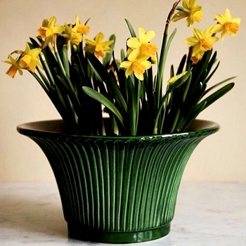 Daisy Cachepot Emerald Green Glazed Collection Small 10x5in Without Hole or Tray - Bergs Potter Denmark - Made In Italy