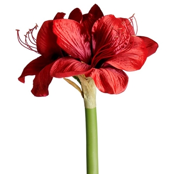 Amaryllis - Classic Red Bloom 27in FSA750-RE