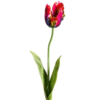 Tulip - Parrot Bordeaux/Fuchsia 25in - FST718-BT/BL