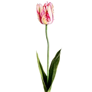 Tulip - Parrot Pink/Cream 25in - FST718-PK/CR