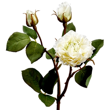 Rose - Cutting Antique 3 Head Cream 19in - FSR152-CR