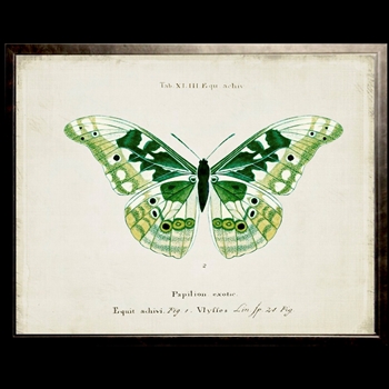 12W/10H Framed Glass Print - Butterfly B