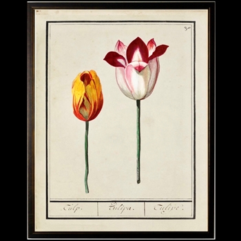 10W/12H Framed Glass Print - Tulip Plate A