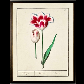 10W/12H Framed Glass Print - Tulip Plate E