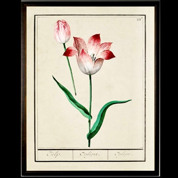 10W/12H Framed Glass Print - Tulip Plate I
