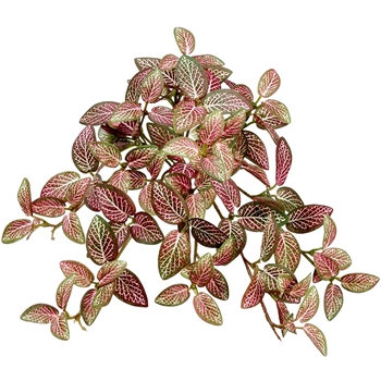 Fittonia - Cascade 13in Variegated Burgundy Cream Kiwi - PBH662-RG/WH
