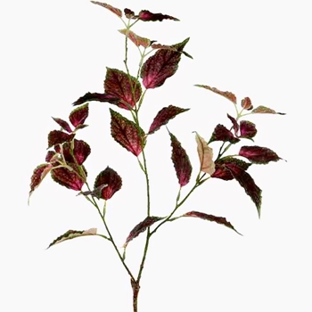 Coleus - Leaf Branch 31in Burgundy - PSC449-PU/GR