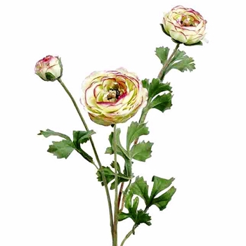 Ranunculus - Ruffled Celery W Pink Tips 3Head 25in - FSR230-GR/PK