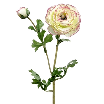 Ranunculus - Ruffled Celery W Pink Tips 1Bloom & Bud 24in - FSR229-GR/PK