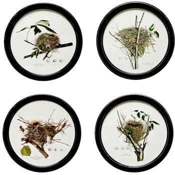 14W/14H Framed Glass Print - Bird Nests Round 4 Assorted - Sold Individually