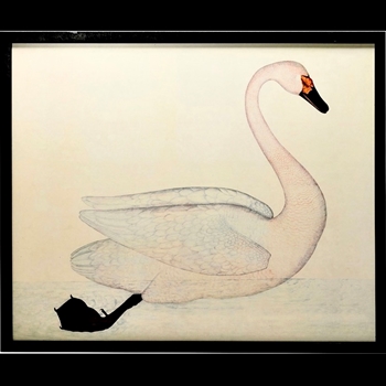 24W/20H Framed Glass Print - White Swan