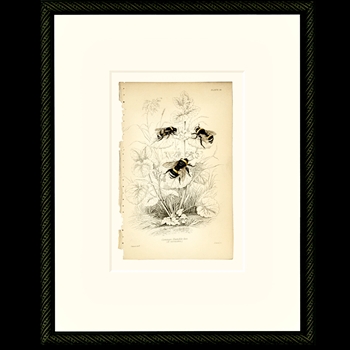 12W/15H Framed Glass Print - Vintage Bees Bumbles  #14 - Smith & Co.
