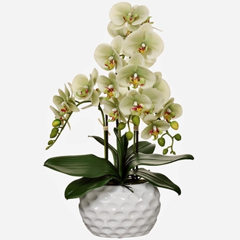 Orchid - Phalaenopsis Celedon White Dimpled Planter 22in - LFO232-GR