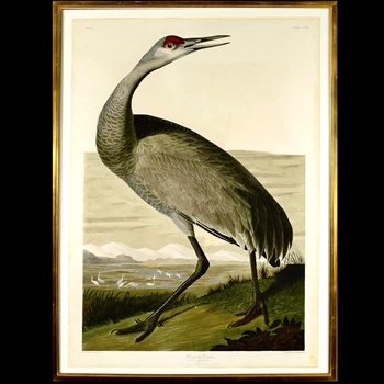 37W/54H Framed Print Audubon Hooping Crane