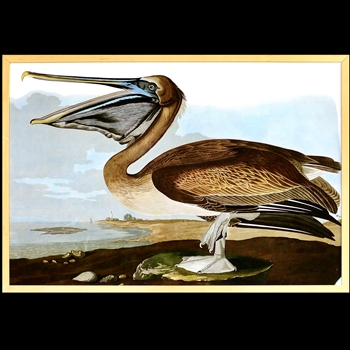 28W/19H Framed Print Audubon Brown Pelican