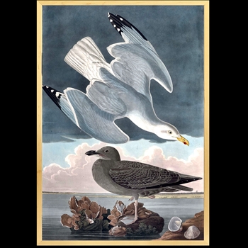19W/28H Framed Print Audubon Herring Gull
