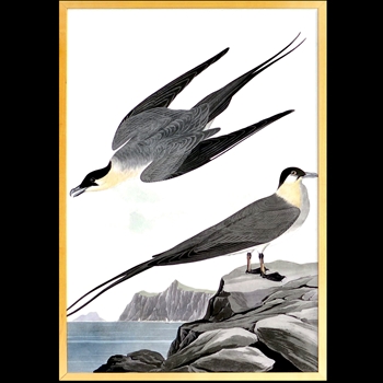 19W/28H Framed Print Audubon Arctic Yager