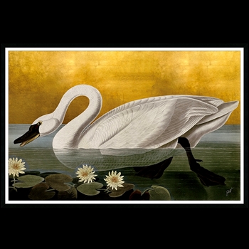 60W/40H Glass Framed Gilded Giclee - Curiousities IV Audubon Swan - Jackie Von Tobel