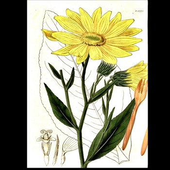 Tea Towel - Botanical  Yellow Heliantus 20x30in 