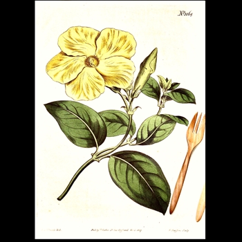 Tea Towel - Botanical Yellow Savana Pea 20x30in 