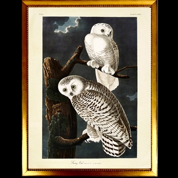 26W/32H Framed Glass Print - Audubon's Snowy Owls Plate C - Beaded Vintage Gold