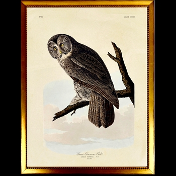 26W/32H Framed Glass Print - Audubon's Barn Cinereous Owl Plate H - Beaded Vintage Gold