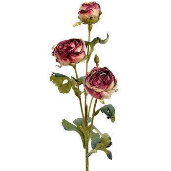 Ranunculus - Vintage Dried Burgundy/Celery 20in - FSR696-BU/TT