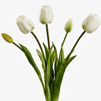 Tulip - Bundle X5 White RT 18in - FBQ438-CR