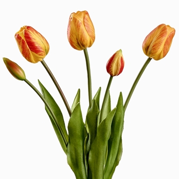 Tulip - Bundle X5 Saffron RT 18in - FBQ438-OR/YE