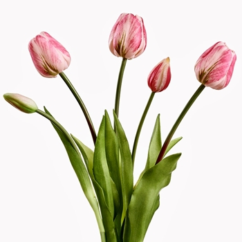 Tulip - Bundle X5 Pink RT 18in - FBQ438-PK