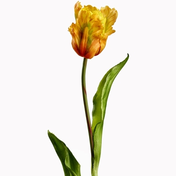 Tulip - Parrot - Yellow/ Green 20in RT - FST434-YE