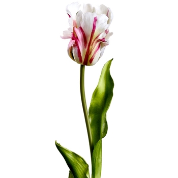 Tulip - Parrot - White / Berry 20in RT - FST434-WH/BB