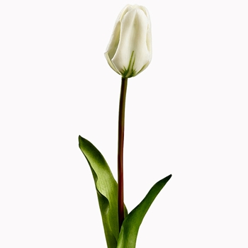 Tulip - Dutch - White 19in RT - FST433-WH