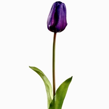 Tulip - Dutch - Purple 19in RT - FST433-PU