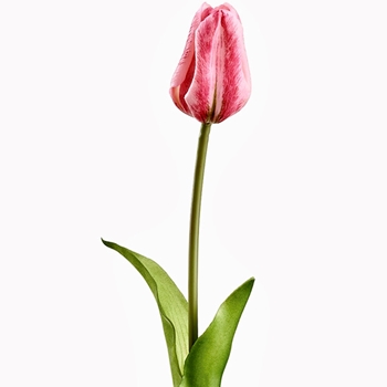 Tulip - Dutch - Pink 19in RT - FST433-PK