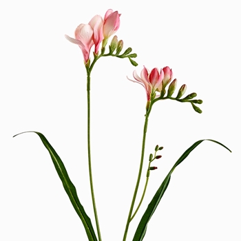 Freesia - Pink 2 Stem  24in - FSF129-PK