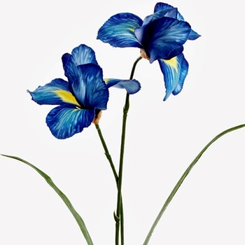 Iris - Wild Azure Blue 22in - FSI526-BL