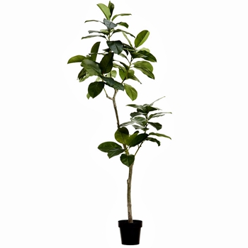 Tree - Ficus Altissima 6FT Green    LTF747-GR