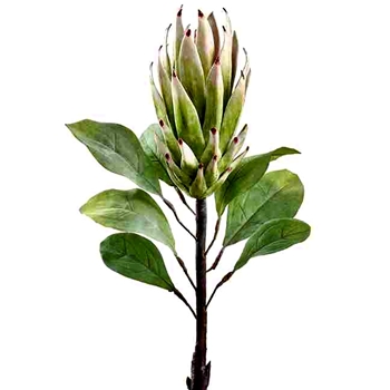 Protea - Green 29in - FSP435-CR/GR