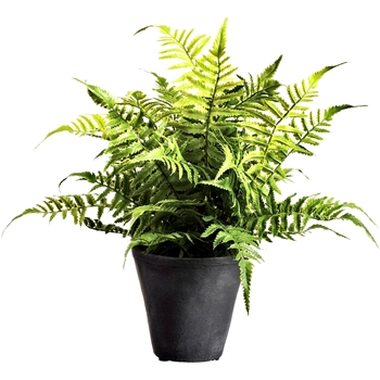 Fern - Leather Plant Grey Cement Pot 18in LQF724-GR