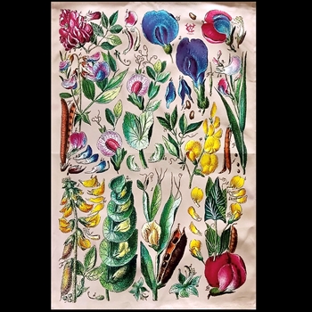 Tea Towel - Wanda Coyne 28x18in Sweet Peas Vintage