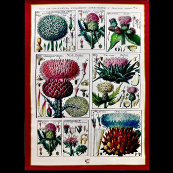 Tea Towel - Wanda Coyne 28x18in Thistles Vintage Plates