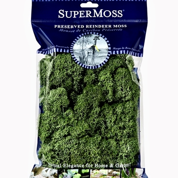 Moss Preserved - Reindeer Basil 2OZ  6X8IN Bag