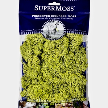 Moss Preserved - Reindeer Chartreuse 2OZ - 6X8IN BAG