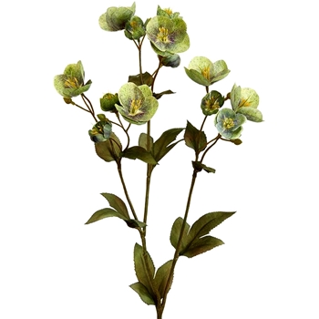 Helleborus - Green 23in - FSH153-GR