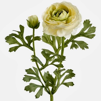 Ranunculus - Leafy Cream - FSR724-YE/LT